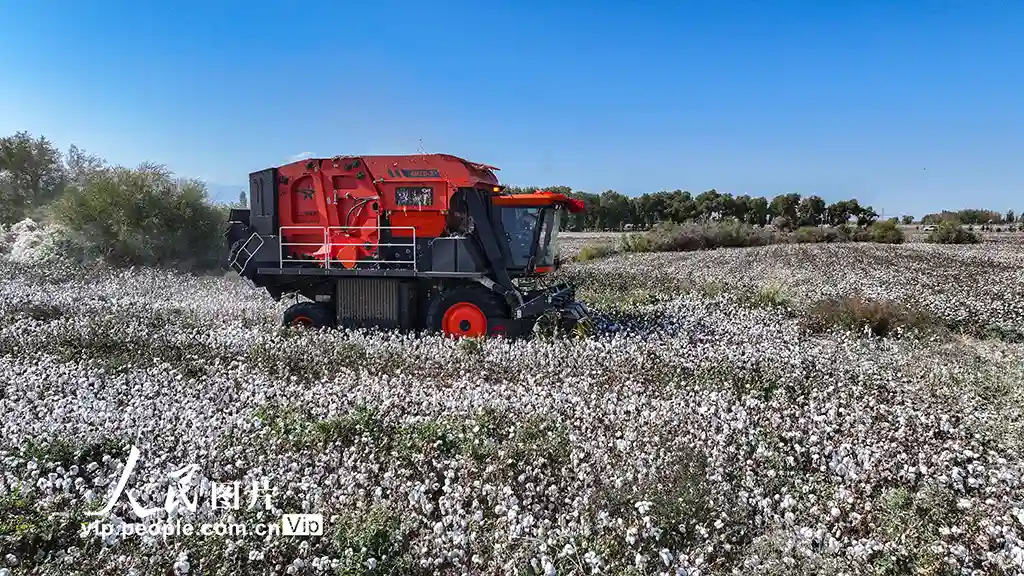 新疆乌苏：棉田丰收季，法治护航乡村振兴
