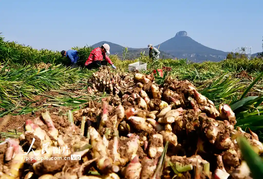 黄姜丰收引关注 法治护航乡村振兴